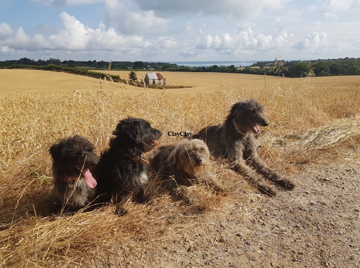 The Dogs. Photograph by Annabel Harrison