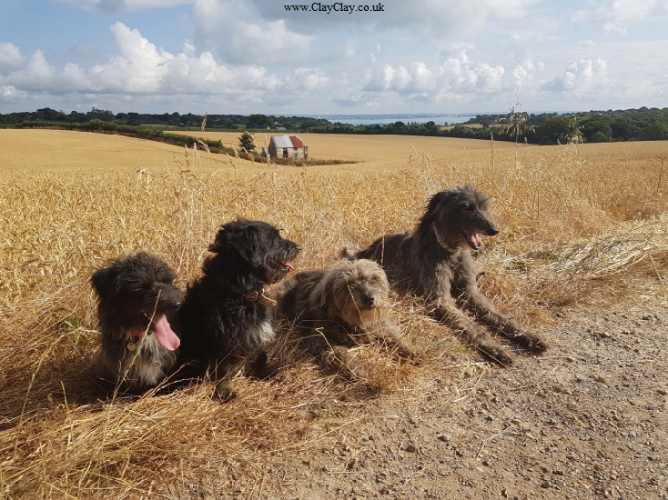 The Dogs. Photograph by Annabel Harrison